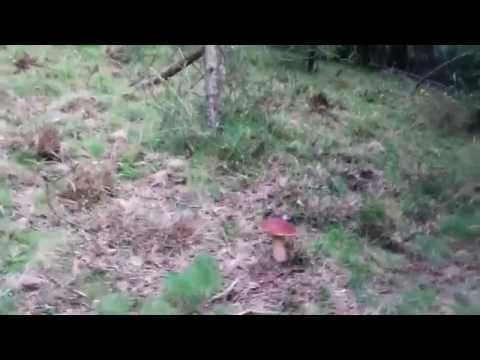 Boletus Edulis en abetos