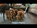 Havapoo dogs for sale: Delores - Video 2