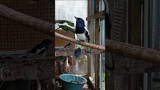 Download lagu Suara Kicau Merdu di Dalam Kandang Burung | Suara Asli Burung Magpie Robin #burung #suaraburung mp3 Download lagu Suara Kicau Merdu di Dalam Kandang Burung | Suara Asli Burung Magpie Robin #burung #suaraburung mp3