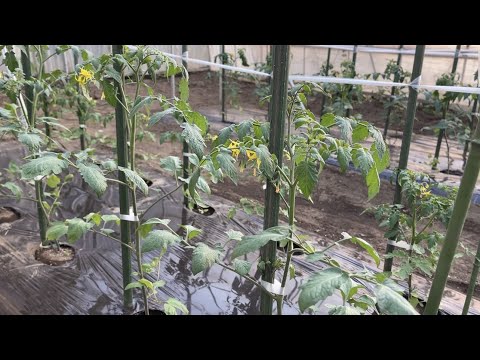 トマトの隣にどの花を植えますか?良い植物の組み合わせ  庭園