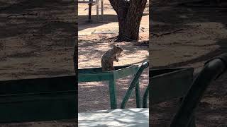 Download lagu Induk tupai memanggil anak-anaknya. mp3