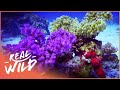 Red Sea Reefs The World Beneath The Waves Wildlife Documentary Real Wild