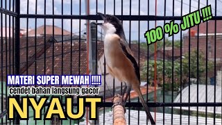 Download lagu cendet gacor JITU MATERI SUPER MEWAH,, PANCINGAN CENDET AGAR BUNYI bikin BURUNG PENTET GACOR NYAUT mp3
