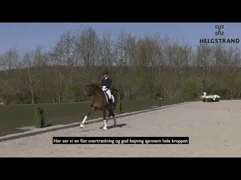 D'avie - Equusstallions 2020