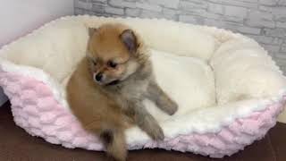 ポメラニアンの動画01