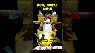 Download lagu Cucak Jenggot Jantan dan Betina mp3 Download lagu Cucak Jenggot Jantan dan Betina mp3