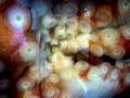 Octopus Playing With Food