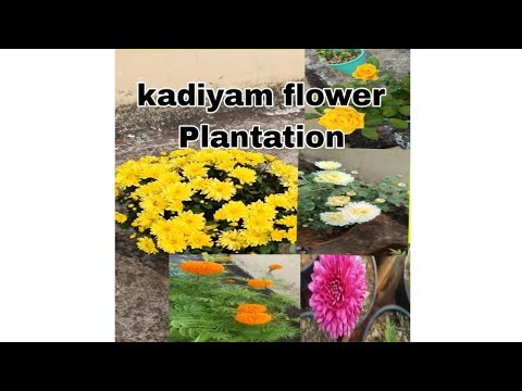 Satwika Vlogs #all #kadiam#flowers #flower #flowerplanting #