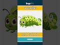 caterpillar (noun) - definition and usage in English