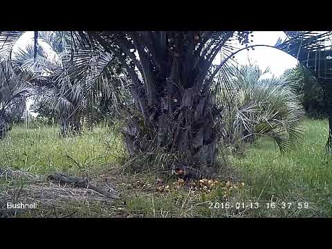 Lagarto teiu consumindo butiá - Documentário Amamos Butiá  #fauna #wildlife #animals #nature #brasil