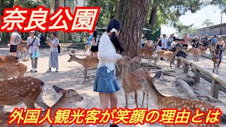 【奈良公園】外国人観光客が笑💖 顔の理由とは❗️ 奈良公園 | 奈良日本のVlog !!