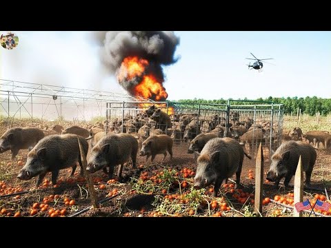 Farmers Wipe Out 79 Wild Boars in a Single Trap - Using Safe Methods to Protect Their Crops