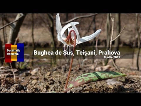 Bughea de Sus, Prahova, Romania - Martie 2019