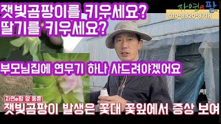 대기습도 높은 겨울철 딸기 잿빛곰팡이 방제법은?? 그리고 살포기는 연무기 사용을 추천!! 응애도 잡아야하고 …