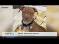 Meet Barney PAWS Chicago S Pet Of The Week