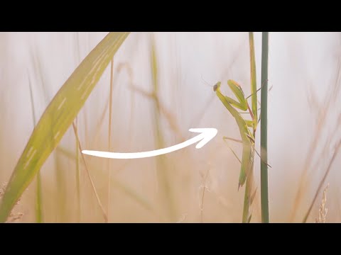 Invisible? Praying mantis in Germany