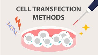 Introduction to Cell Transfection: Part 2
