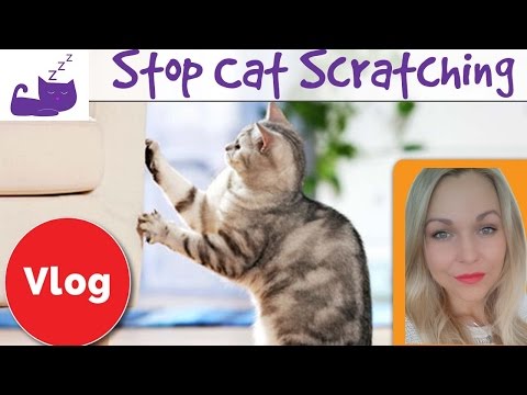 🐈  How to stop your cat from scratching your furniture 🐱 3 tips make cat scratch scratching post