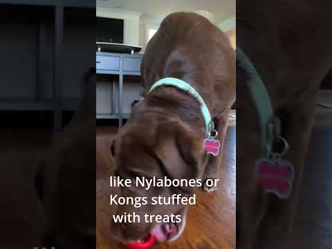 How to Stop Your Dog From Chewing | Pet Butler Vet Advice