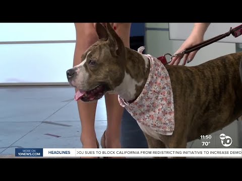 10News Pet of the Week: Lola - YouTube