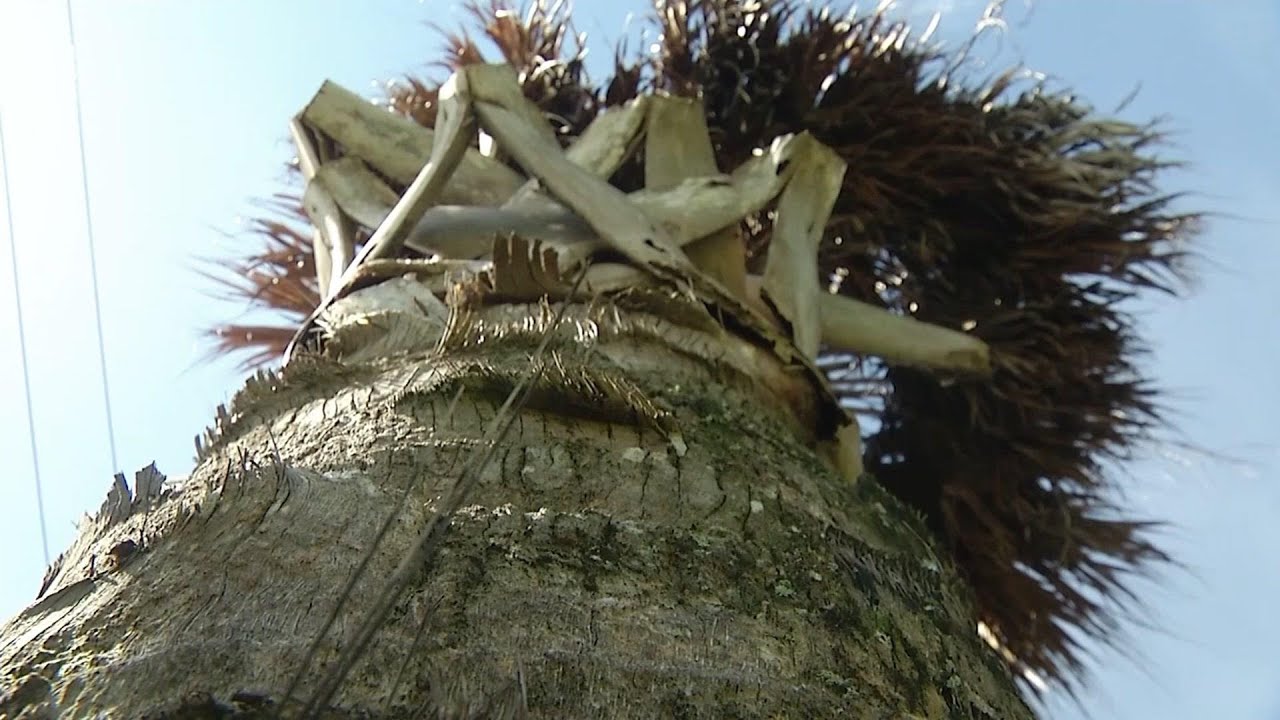 Florida S Iconic Palm Trees Threatened By Invasive Disease
