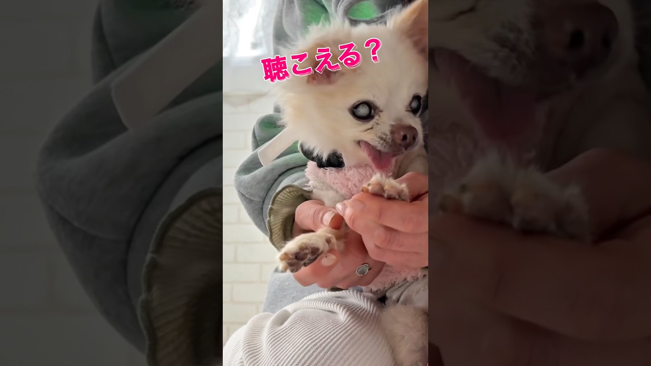 見えない,聞こえない,嗅覚が無い,歩けない...５感を失ったチワワにくびわ型骨伝導集音器つけて名前を呼んでみたら...😭 #難聴犬 #シニア犬 #チワワ