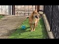 Shiba Inu welpen kaufen