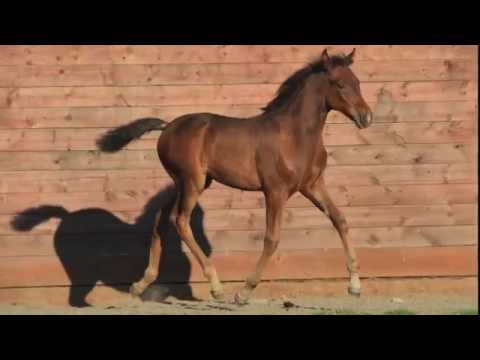 SOLD: "Caper" - 2015 Dark Bay Pure Spanish Andalusian Filly