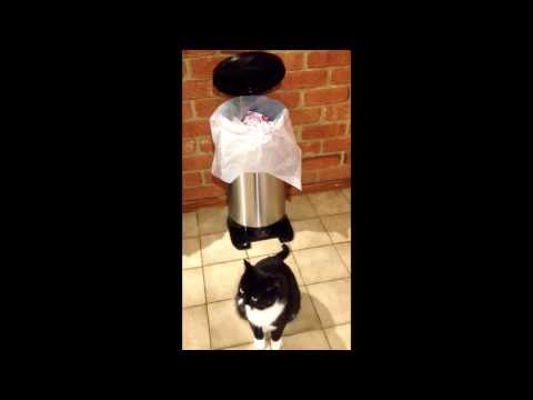 Cat and Automatic Bin