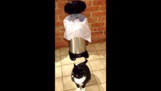 Cat and Automatic Bin