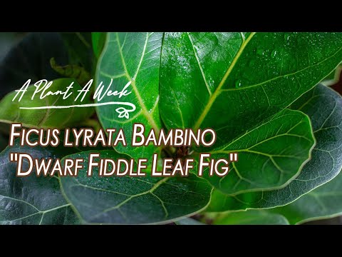 , title : 'Ficus lyrata Bambino "Dwarf Fiddle Leaf Fig" Care | A Plant A Week