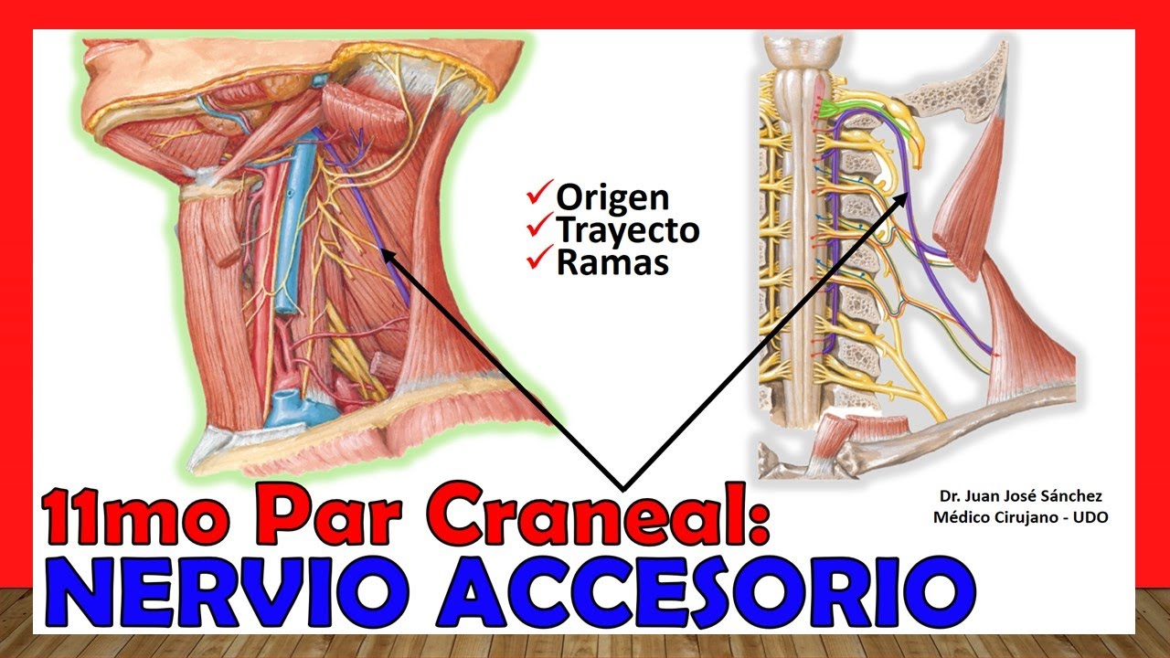 🥇 11mo Par Craneal - NERVIO ACCESORIO (Espinal) - ¡Origen, Trayecto y Ramas!
