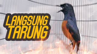 Download lagu Murai Batu GACOR NRETEK TARUNG Melatih Fighter murai BONGKAR ISIAN mp3 Download lagu Murai Batu GACOR NRETEK TARUNG Melatih Fighter murai BONGKAR ISIAN mp3