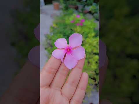 Flowers🌺🌸🏵️💐🌹🌷🌻💮