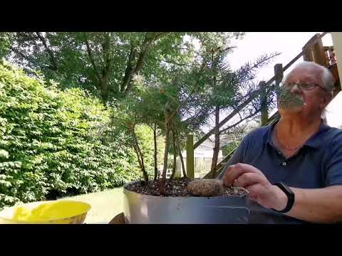 Bonsai Arbeiten im und am Fichtenwald.