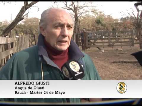 24-05-16 Nota Alfredo Giusti - Angus de Giusti - Rauch.