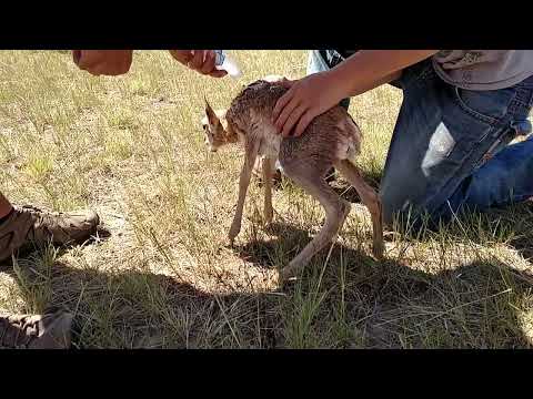 Saving a Baby Antelope Stuck in an Oil Derrick in the Badlands