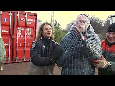 Lennart "Lelle" Modig blir förpackad som julgran - Nyhetsmorgon (TV4)