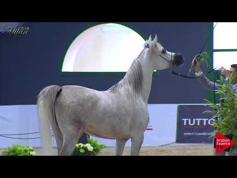 N.68 NOUHAILA - Milan 2018 - 4-6 Years Old Mares (Class 7)