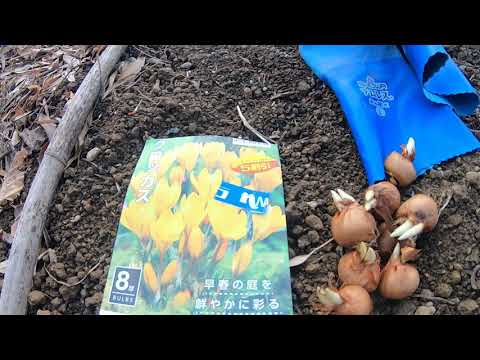 秋のクロッカスと秋のクロッカスを植える 庭の練習