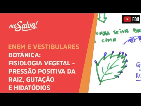 Me Salva! BOT26 - Botânica - Fisiologia vegetal: pressão positiva da raiz, gutação e hidatódios
