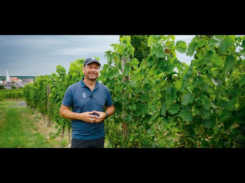 Luftstickstoff für die Rebe nutzbar machen - Biostimulanzen im Weinbau