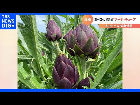 園芸 アーティチョーク、さまざまな利点