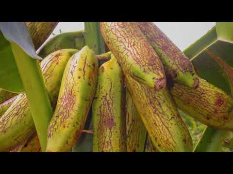 Makira Banana Music Video