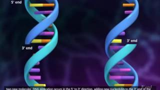 DNA Replication Process 3D Animation
