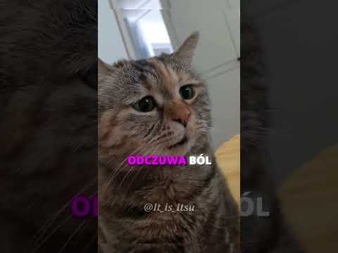 DLACZEGO KOT LOSOWO GRYZIE CIĘ W RĘCE?! 😾🖖#shorts