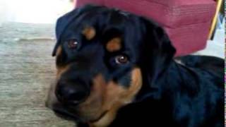 Devon Dog Jumping!.mp4