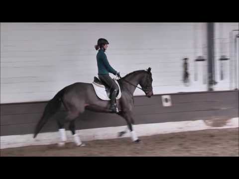 ROYAL BIJOU 4j. v. Royal Classic - Londonderry -angeritten-