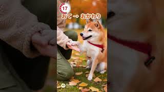 柴犬がトレーニング中！