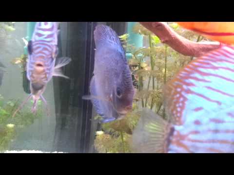 Come trovare vermi in un gatto Quello che helminths intaccano